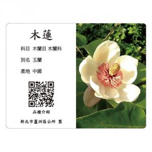 Interpretation Card - Magnolia